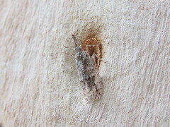 Eurinopsyche obscurata