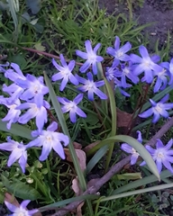 Scilla forbesii