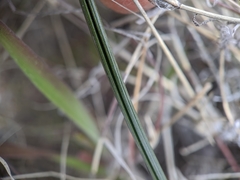 Muilla coronata