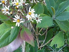 Brachyglottis hectorii