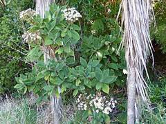 Brachyglottis hectorii