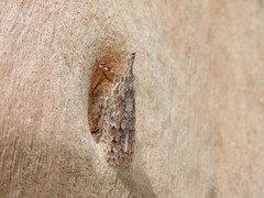 Eurinopsyche obscurata