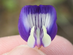 Astragalus lindheimeri