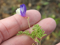 Astragalus lindheimeri
