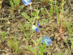 Astragalus lindheimeri