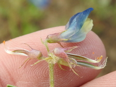 Astragalus lindheimeri