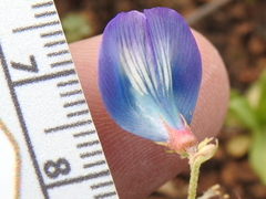 Astragalus lindheimeri