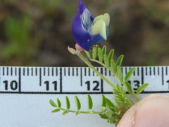 Astragalus lindheimeri