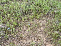 Astragalus lindheimeri