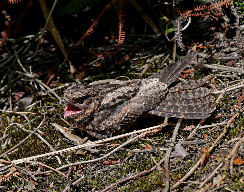 Taktarau iblis (Eurostopodus diabolicus)