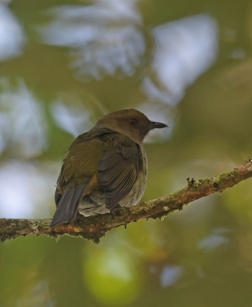 Kancilan buah (Hylocitrea bonensis)