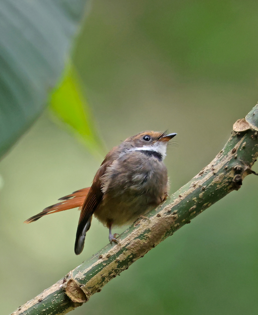 Kipasan sulawesi (Rhipidura teysmanni)