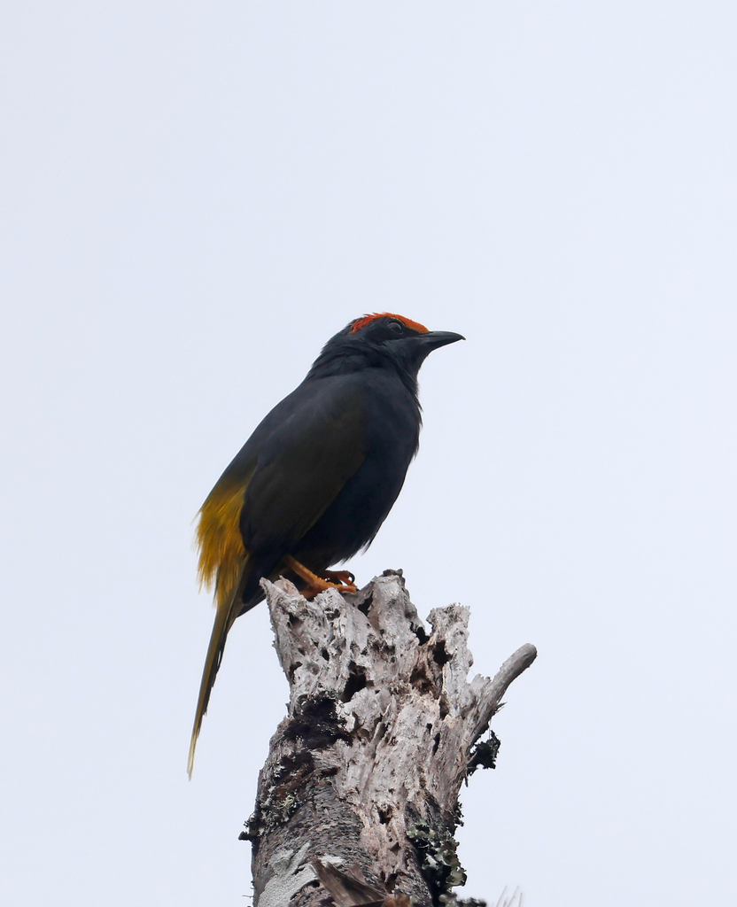 Jalak Alis-Api (Enodes erythrophris)