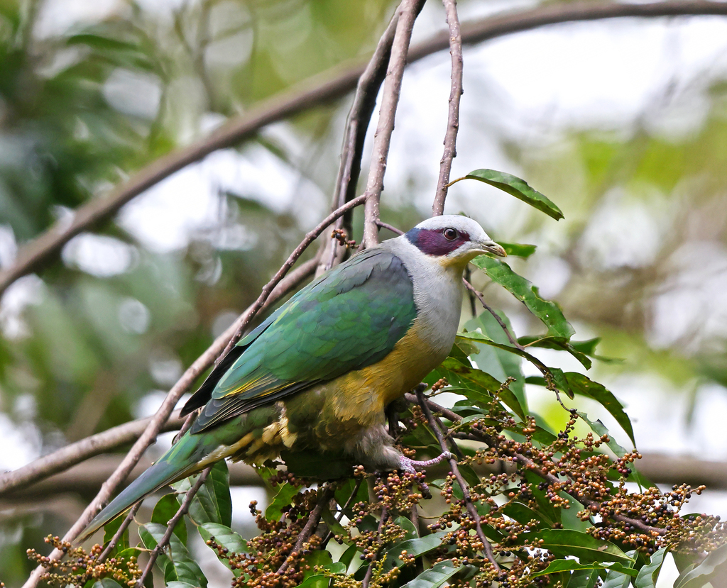 Walik kuping-merah (Ptilinopus fischeri)