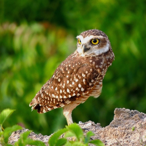 Burrowing Owl