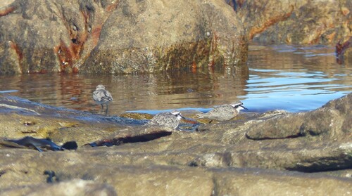 iNaturalist image