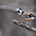 White-faced Jay - Photo (c) Martin Walsh, some rights reserved (CC BY-NC-ND), uploaded by Martin Walsh