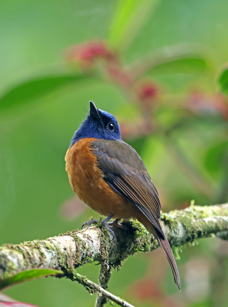 Sikatan dahi-biru (Cyornis hoevelli)