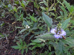Acanthus ilicifolius