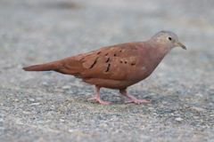 Columbina talpacoti