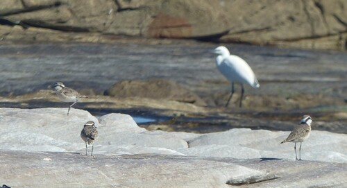 iNaturalist image