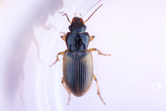 Anisodactylus sanctaecrucis
