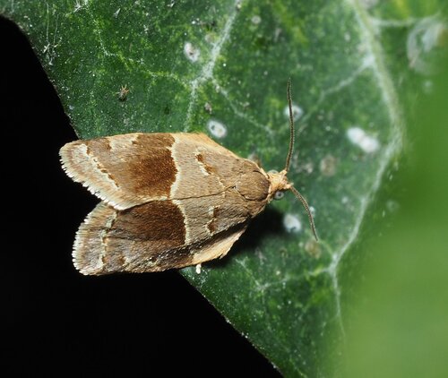 Clepsis dumicolana