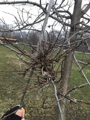 Podosphaera phytoptophila