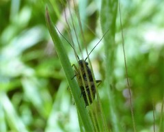 Irbisia