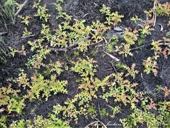 Grevillea acanthifolia