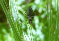 Irbisia