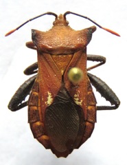 Mozena lurida