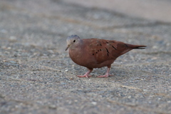 Columbina talpacoti