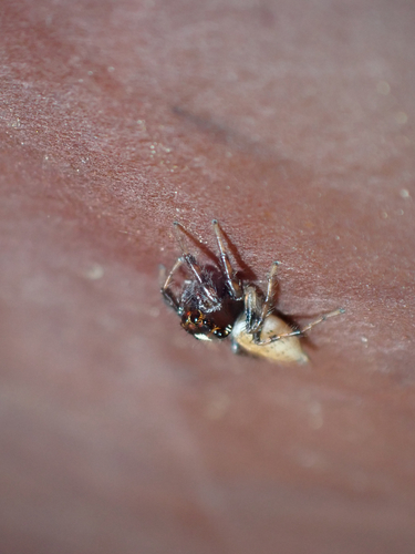 iNaturalist observation photo of Colonus hesperus