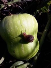 Cornu aspersum