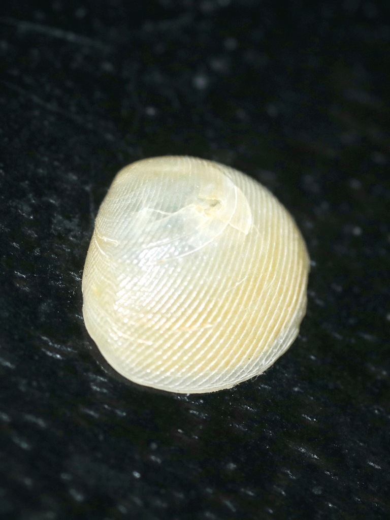 Strigilla mirabilis