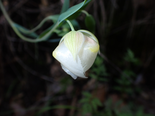 iNaturalist observation photo of White Globe Lily