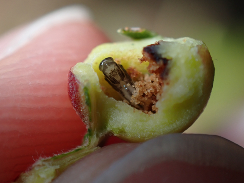 iNaturalist observation photo of Willow Apple Gall Sawfly