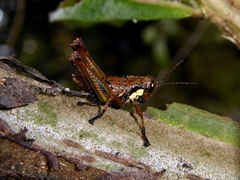 Rhachicreagra