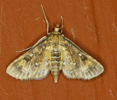 Niphograpta albiguttalis