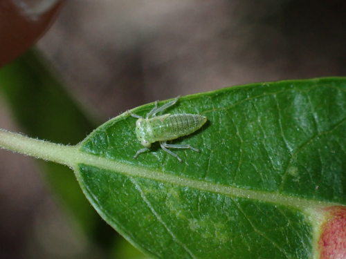 iNaturalist observation photo of True Hoppers