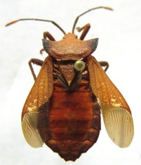 Mozena lurida