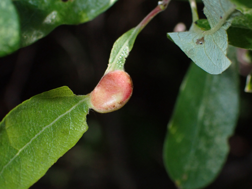 iNaturalist observation photo of Willow Apple Gall Sawfly