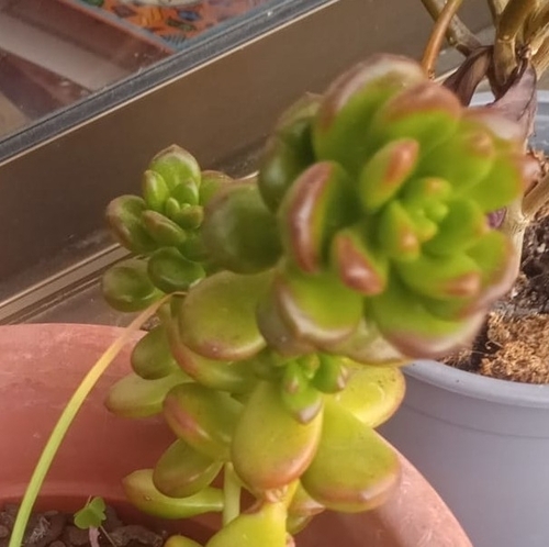 Sedum lucidum f. cristata