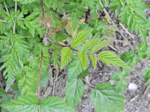 Rubus cockburnianus, photograph 6