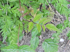 Rubus cockburnianus, photograph (c) Susan Marley, some rights reserved (CC BY)