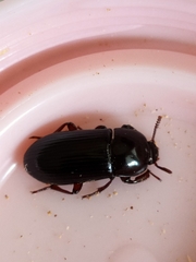 Uloma tenebrionoides