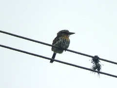 Nystalus maculatus