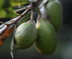 Pouteria salicifolia