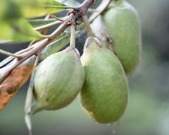 Pouteria salicifolia